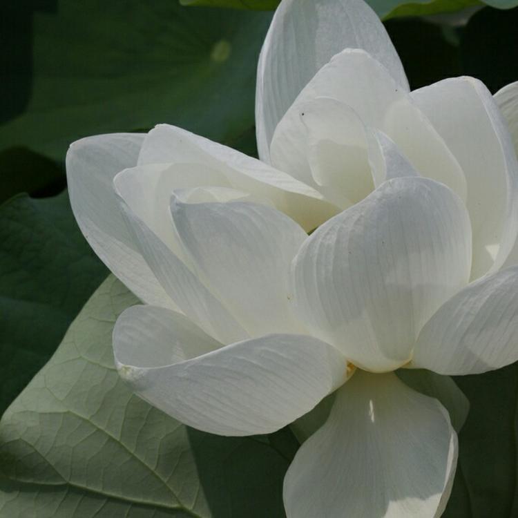有福正志（饰 汉方医） - 悬疑剧集完整在线观看 - 手机观影
